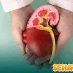 Penyakit Ginjal Kronis Tak Cuma Intai Lansia, Deteksi Dini dan Akses Perawatan Jadi Aspek Penting