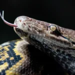 Ibu yang hilang ditemukan tewas di dalam ular piton sepanjang 16 kaki setelah menelan seluruh tubuhnya di Indonesia