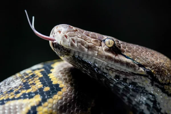 Ibu yang hilang ditemukan tewas di dalam ular piton sepanjang 16 kaki setelah menelan seluruh tubuhnya di Indonesia