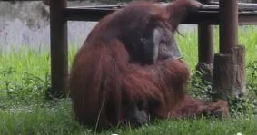 Video seekor orangutan yang merokok membuat kebun binatang kembali mendapat masalah.