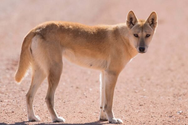 Gaya hidup dingo Australia berubah setelah kedatangan orang Eropa