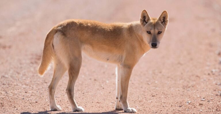 Gaya hidup dingo Australia berubah setelah kedatangan orang Eropa
