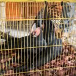 Indonesia menggagalkan perdagangan ilegal burung-burung yang dilindungi