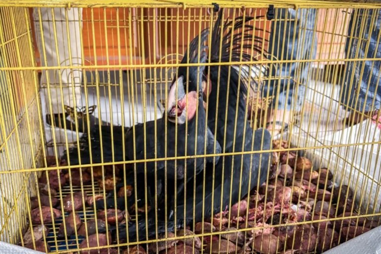 Indonesia menggagalkan perdagangan ilegal burung-burung yang dilindungi
