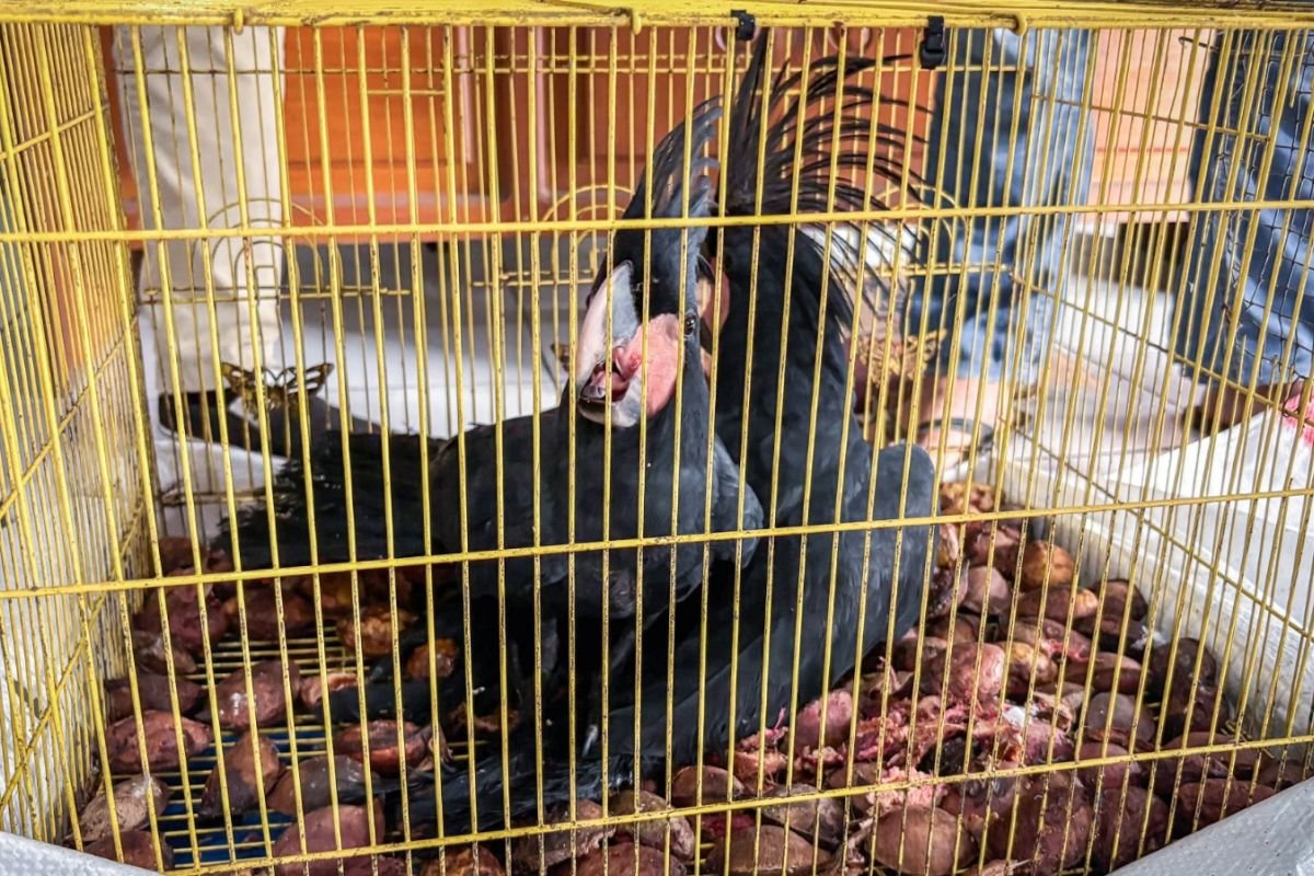 Indonesia menggagalkan perdagangan ilegal burung-burung yang dilindungi