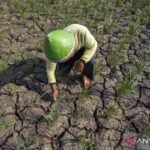 Musim kemarau di Indonesia pada tahun 2026 diperkirakan akan semakin parah