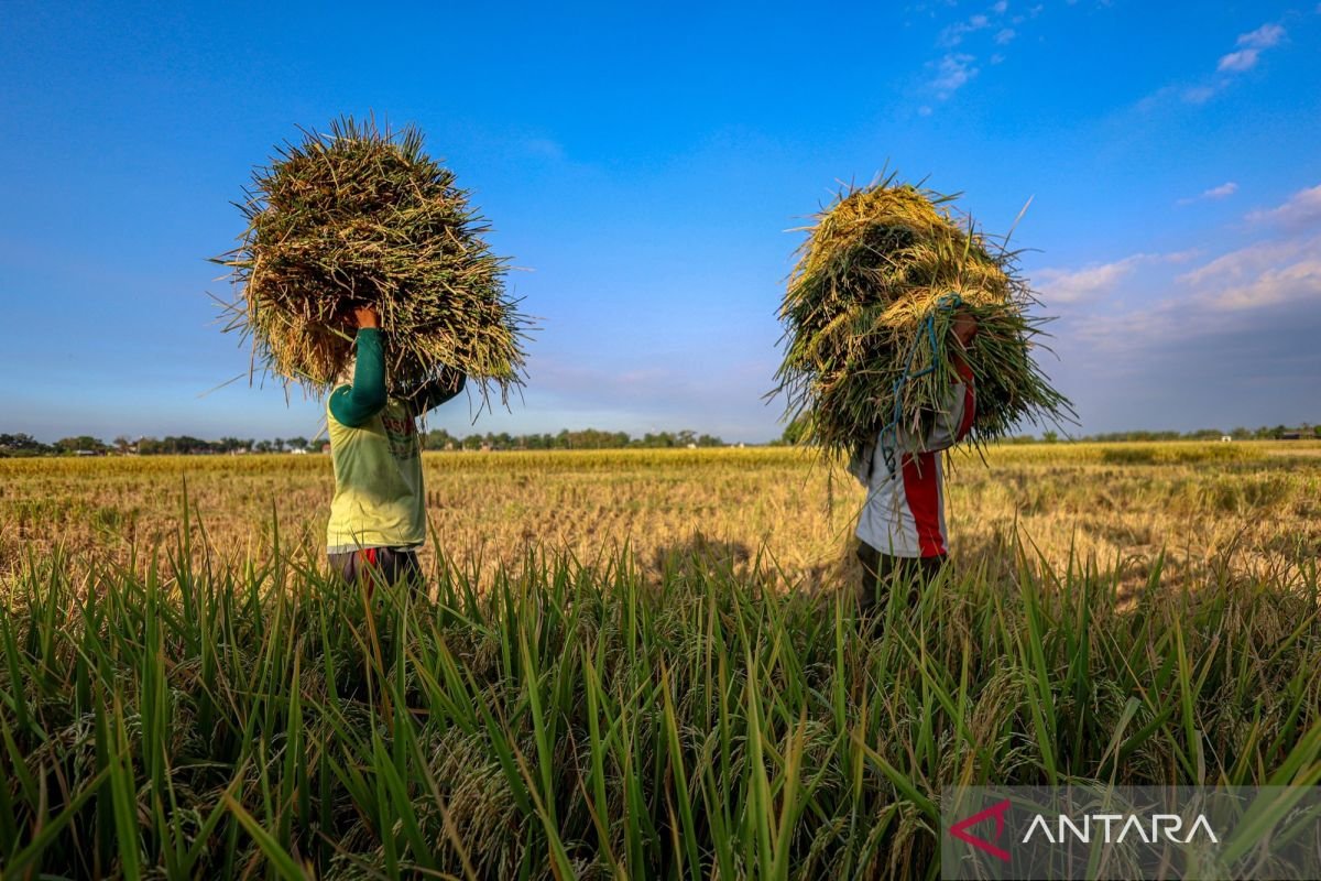 Stok beras Indonesia tetap kuat di tengah ketidakpastian dan fenomena El Niño: kata menteri