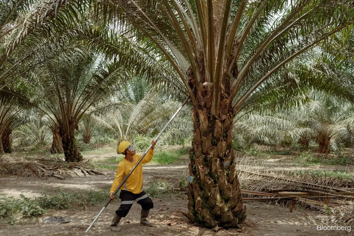 Saham raksasa minyak sawit Wilmar anjlok paling tajam dalam enam tahun terakhir akibat penyelidikan di Indonesia