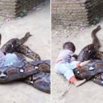 TONTON: Momen mengejutkan saat seorang balita bermain dengan ular piton RAKSASA di Indonesia