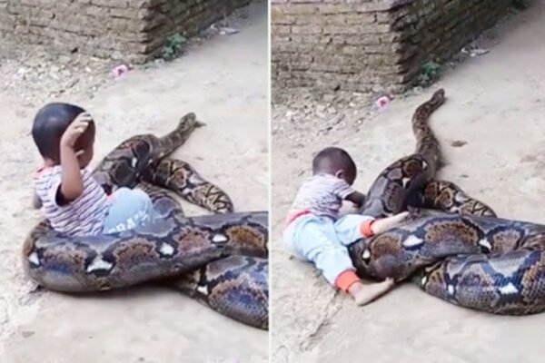 TONTON: Momen mengejutkan saat seorang balita bermain dengan ular piton RAKSASA di Indonesia
