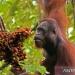 Indonesia mengalokasikan 87.000 hektar untuk konservasi orangutan