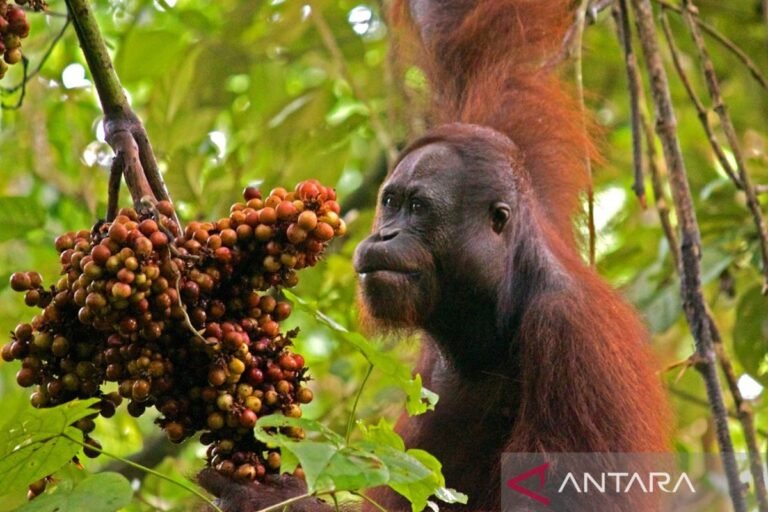 Indonesia mengalokasikan 87.000 hektar untuk konservasi orangutan