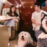 Memanjakan anjing kesayangan Anda, mulai dari kolam renang hingga pesawat terbang