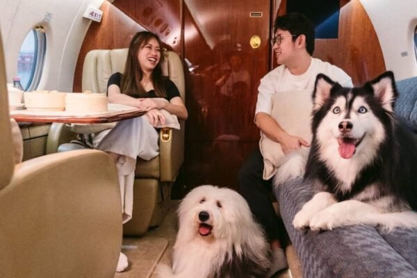 Memanjakan anjing kesayangan Anda, mulai dari kolam renang hingga pesawat terbang