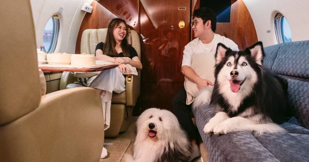Memanjakan anjing kesayangan Anda, mulai dari kolam renang hingga pesawat terbang
